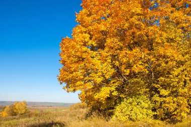 Sonbahar manzara, ağaç meşe akçaağaç sonbahar renkleri, eski çim boyanmıştı. Güzel renkli sonbahar yaprakları yeşil, sarı, turuncu, kırmızı topluluğu