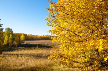 Sonbahar manzara, ağaç meşe akçaağaç sonbahar renkleri, eski çim boyanmıştı. Güzel renkli sonbahar yaprakları yeşil, sarı, turuncu, kırmızı topluluğu