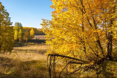 Sonbahar manzara, ağaç meşe akçaağaç sonbahar renkleri, eski çim boyanmıştı. Güzel renkli sonbahar yaprakları yeşil, sarı, turuncu, kırmızı topluluğu