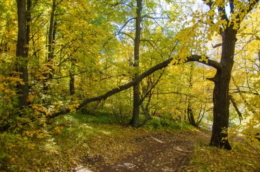 Sonbahar manzara, ağaç meşe akçaağaç sonbahar renkleri, eski çim boyanmıştı. Güzel renkli sonbahar yaprakları yeşil, sarı, turuncu, kırmızı topluluğu