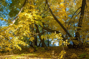 Sonbahar manzara, ağaç meşe akçaağaç sonbahar renkleri, eski çim boyanmıştı. Güzel renkli sonbahar yaprakları yeşil, sarı, turuncu, kırmızı topluluğu