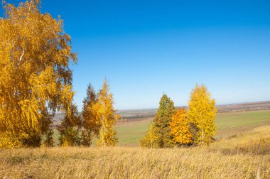 Sonbahar manzara, ağaç meşe akçaağaç sonbahar renkleri, eski çim boyanmıştı. Güzel renkli sonbahar yaprakları yeşil, sarı, turuncu, kırmızı topluluğu