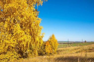 Sonbahar manzara, ağaç meşe akçaağaç sonbahar renkleri, eski çim boyanmıştı. Güzel renkli sonbahar yaprakları yeşil, sarı, turuncu, kırmızı topluluğu