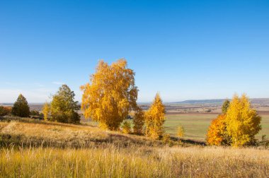 Sonbahar manzara, ağaç meşe akçaağaç sonbahar renkleri, eski çim boyanmıştı. Güzel renkli sonbahar yaprakları yeşil, sarı, turuncu, kırmızı topluluğu