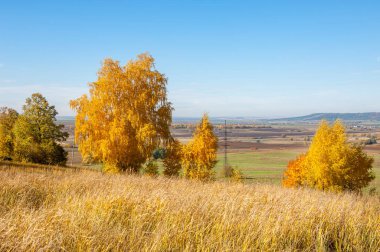 Sonbahar manzara, ağaç meşe akçaağaç sonbahar renkleri, eski çim boyanmıştı. Güzel renkli sonbahar yaprakları yeşil, sarı, turuncu, kırmızı topluluğu