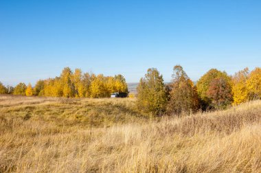 Sonbahar manzara, ağaç meşe akçaağaç sonbahar renkleri, eski çim boyanmıştı. Güzel renkli sonbahar yaprakları yeşil, sarı, turuncu, kırmızı topluluğu