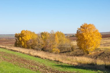 Sonbahar manzara, ağaç meşe akçaağaç sonbahar renkleri, eski çim boyanmıştı. Güzel renkli sonbahar yaprakları yeşil, sarı, turuncu, kırmızı topluluğu
