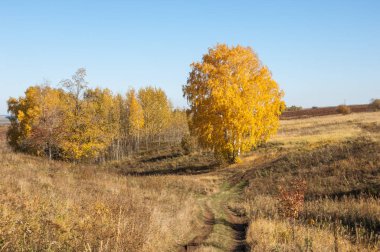 Sonbahar manzara, ağaç meşe akçaağaç sonbahar renkleri, eski çim boyanmıştı. Güzel renkli sonbahar yaprakları yeşil, sarı, turuncu, kırmızı topluluğu