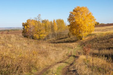 Sonbahar manzara, ağaç meşe akçaağaç sonbahar renkleri, eski çim boyanmıştı. Güzel renkli sonbahar yaprakları yeşil, sarı, turuncu, kırmızı topluluğu