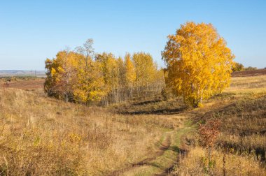 Sonbahar manzara, ağaç meşe akçaağaç sonbahar renkleri, eski çim boyanmıştı. Güzel renkli sonbahar yaprakları yeşil, sarı, turuncu, kırmızı topluluğu