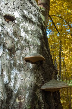Sonbahar manzara. Mantar bir huş ağacının gövde. Sonbahar manzara. Mantar bir huş ağacının gövde. nonotus obliquus, chaga mantar bilinen 