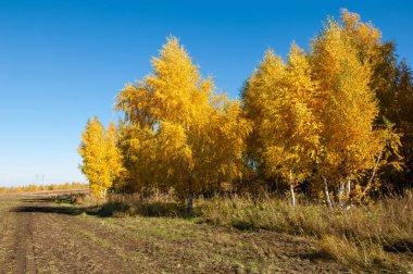 Sonbahar manzara alanından sonra hasat. Sibirya frosts beklentisiyle dünya mı