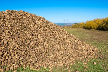 Sonbahar sahneleri. Hasat şeker pancarı. Şeker fabrikası için ulaşım için acıyor katlanmış. pancar şekeri ayıkladığınız çeşitli. Bir önemli alternatif şeker kamışı kaynağına sağlar,