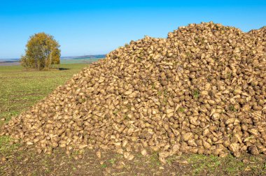 Sonbahar sahneleri. Hasat şeker pancarı. Şeker fabrikası için ulaşım için acıyor katlanmış. pancar şekeri ayıkladığınız çeşitli. Bir önemli alternatif şeker kamışı kaynağına sağlar,