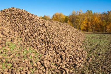 Sonbahar sahneleri. Hasat şeker pancarı. Şeker fabrikası için ulaşım için acıyor katlanmış. pancar şekeri ayıkladığınız çeşitli. Bir önemli alternatif şeker kamışı kaynağına sağlar,