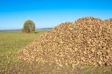Sonbahar sahneleri. Hasat şeker pancarı. Şeker fabrikası için ulaşım için acıyor katlanmış. pancar şekeri ayıkladığınız çeşitli. Bir önemli alternatif şeker kamışı kaynağına sağlar,