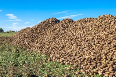 Sonbahar sahneleri. Hasat şeker pancarı. Şeker fabrikası için ulaşım için acıyor katlanmış. pancar şekeri ayıkladığınız çeşitli. Bir önemli alternatif şeker kamışı kaynağına sağlar,