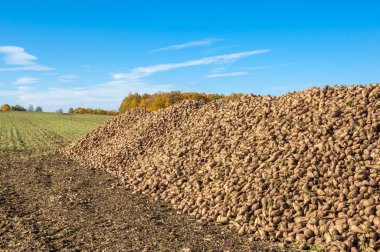 Sonbahar sahneleri. Hasat şeker pancarı. Şeker fabrikası için ulaşım için acıyor katlanmış. pancar şekeri ayıkladığınız çeşitli. Bir önemli alternatif şeker kamışı kaynağına sağlar,