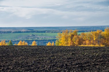 Sonbahar manzara. Alan bir sonbahar ağaç arka plan üzerinde sürme. renkli ağaçlar. kırmızı kahverengi renk sarı, altın. 