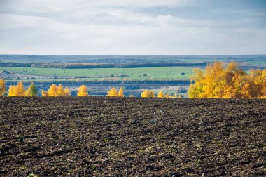 Sonbahar manzara. Alan bir sonbahar ağaç arka plan üzerinde sürme. renkli ağaçlar. kırmızı kahverengi renk sarı, altın. 