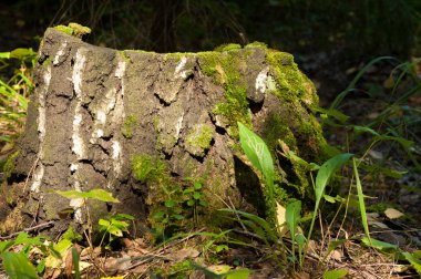 doku, arka plan, desen. Eski güdük yosun kaplı