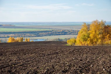Sonbahar manzara. Alan bir sonbahar ağaç arka plan üzerinde sürme. renkli ağaçlar. kırmızı kahverengi renk sarı, altın. 