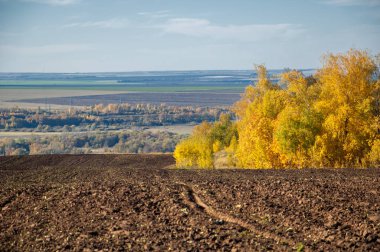Sonbahar manzara. Alan bir sonbahar ağaç arka plan üzerinde sürme. renkli ağaçlar. kırmızı kahverengi renk sarı, altın. 