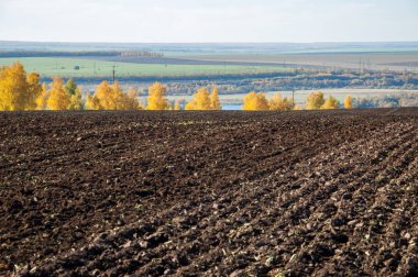 Sonbahar manzara. Alan bir sonbahar ağaç arka plan üzerinde sürme. renkli ağaçlar. kırmızı kahverengi renk sarı, altın. 