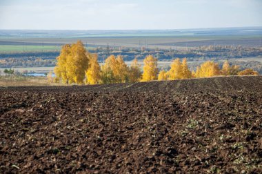 Sonbahar manzara. Alan bir sonbahar ağaç arka plan üzerinde sürme. renkli ağaçlar. kırmızı kahverengi renk sarı, altın. 