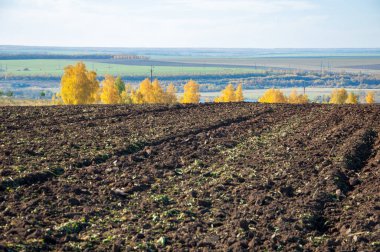 Sonbahar manzara. Alan bir sonbahar ağaç arka plan üzerinde sürme. renkli ağaçlar. kırmızı kahverengi renk sarı, altın. 