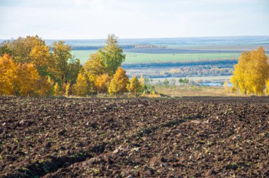 Sonbahar manzara. Alan bir sonbahar ağaç arka plan üzerinde sürme. renkli ağaçlar. kırmızı kahverengi renk sarı, altın. 