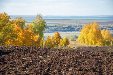 Sonbahar manzara. Alan bir sonbahar ağaç arka plan üzerinde sürme. renkli ağaçlar. kırmızı kahverengi renk sarı, altın. 
