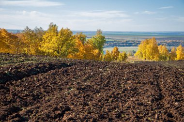 Sonbahar manzara. Alan bir sonbahar ağaç arka plan üzerinde sürme. renkli ağaçlar. kırmızı kahverengi renk sarı, altın. 