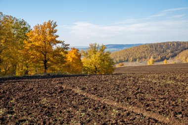 Sonbahar manzara. Alan bir sonbahar ağaç arka plan üzerinde sürme. renkli ağaçlar. kırmızı kahverengi renk sarı, altın. 