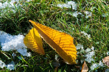 Parkta, ilk kar, kar yaprakları sonbaharda. Kuzey Afrika Sonbahar, kırmızı sarı yapraklar