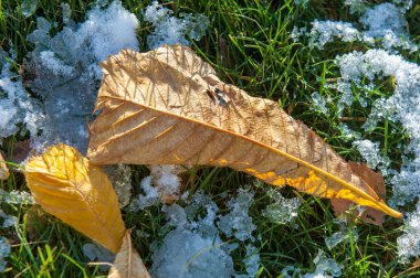 Parkta, ilk kar, kar yaprakları sonbaharda. Kuzey Afrika Sonbahar, kırmızı sarı yapraklar