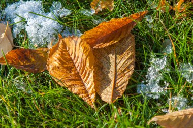 Parkta, ilk kar, kar yaprakları sonbaharda. Kuzey Afrika Sonbahar, kırmızı sarı yapraklar