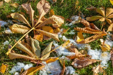 Parkta, ilk kar, kar yaprakları sonbaharda. Kuzey Afrika Sonbahar, kırmızı sarı yapraklar