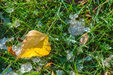 Parkta, ilk kar, kar yaprakları sonbaharda. Kuzey Afrika Sonbahar, kırmızı sarı yapraklar