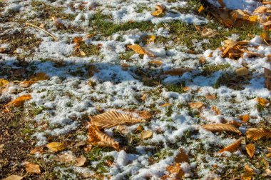 Parkta, ilk kar, kar yaprakları sonbaharda. Kuzey Afrika Sonbahar, kırmızı sarı yapraklar