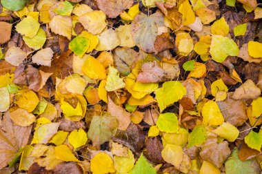 Doku, arka plan, desen. Sonbahar yaprakları yaprakları yere. Kırmızı sarı yakut