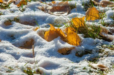 Parkta, ilk kar, kar yaprakları sonbaharda. Kuzey Afrika Sonbahar, kırmızı sarı yapraklar
