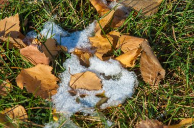 Parkta, ilk kar, kar yaprakları sonbaharda. Kuzey Afrika Sonbahar, kırmızı sarı yapraklar