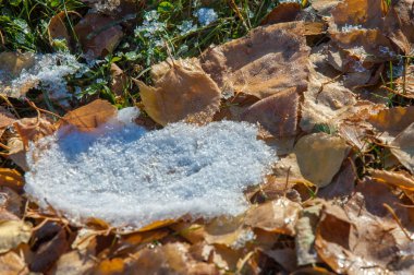 Parkta, ilk kar, kar yaprakları sonbaharda. Kuzey Afrika Sonbahar, kırmızı sarı yapraklar