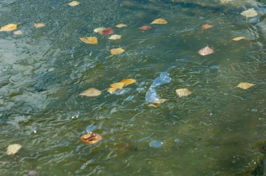 Parkta buz su havzası, buzun içinde donmuş yaprakları sonbaharda. Sonbaharın sarı yaprakları