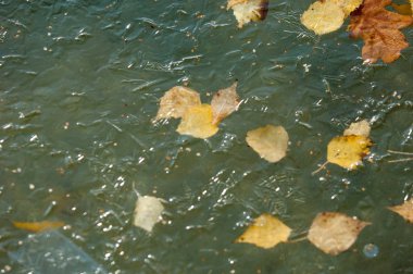 Parkta buz su havzası, buzun içinde donmuş yaprakları sonbaharda. Sonbaharın sarı yaprakları