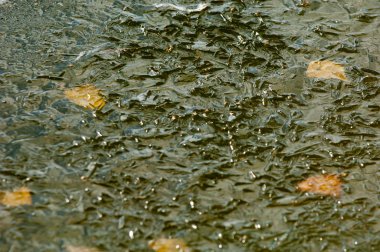 Parkta buz su havzası, buzun içinde donmuş yaprakları sonbaharda. Sonbaharın sarı yaprakları