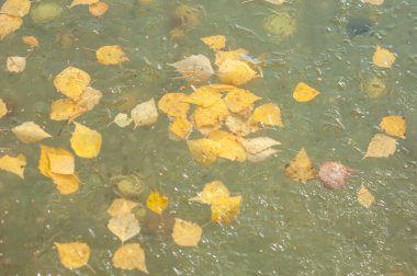 Parkta buz su havzası, buzun içinde donmuş yaprakları sonbaharda. Sonbaharın sarı yaprakları