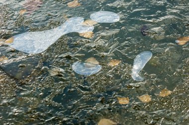 Parkta buz su havzası, buzun içinde donmuş yaprakları sonbaharda. Sonbaharın sarı yaprakları