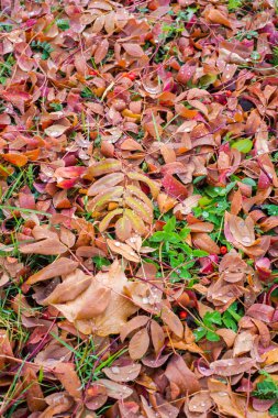 Doku, arka plan, desen. Sonbahar yaprakları yaprakları yere. Kırmızı sarı yakut